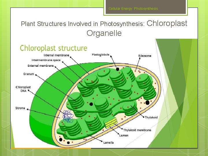 Cellular Energy: Photosynthesis Plant Structures Involved in Photosynthesis: Chloroplast Organelle Slide #22 