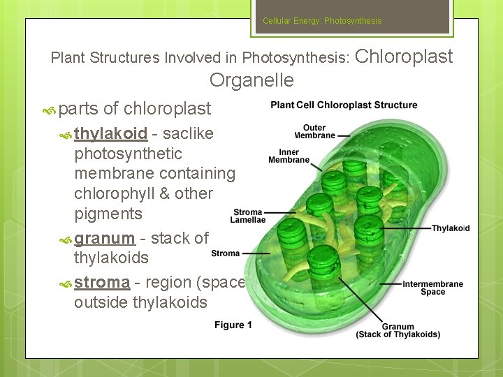 Cellular Energy: Photosynthesis Plant Structures Involved in Photosynthesis: Chloroplast Organelle parts of chloroplast thylakoid