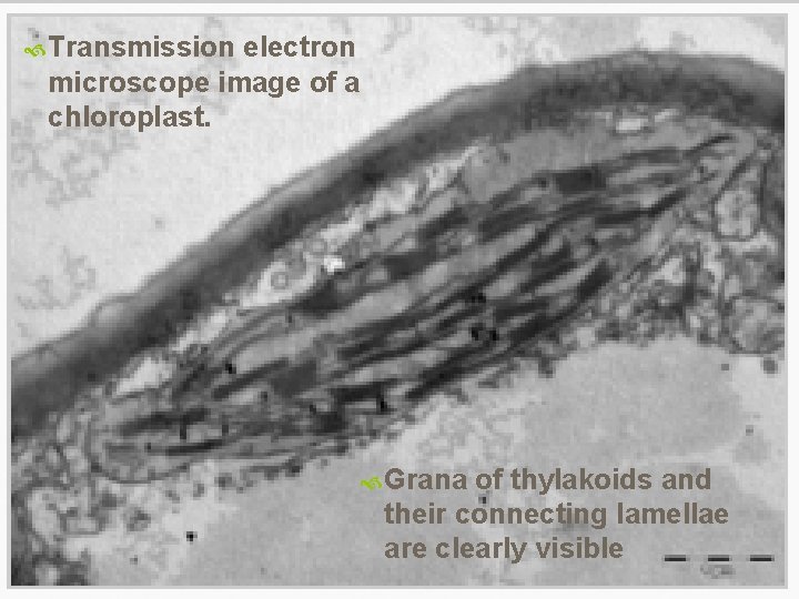 Transmission electron microscope image of a chloroplast. Cellular Energy: Photosynthesis Grana Slide #25