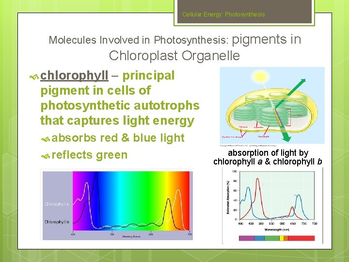 Cellular Energy: Photosynthesis Molecules Involved in Photosynthesis: pigments in Chloroplast Organelle chlorophyll – principal