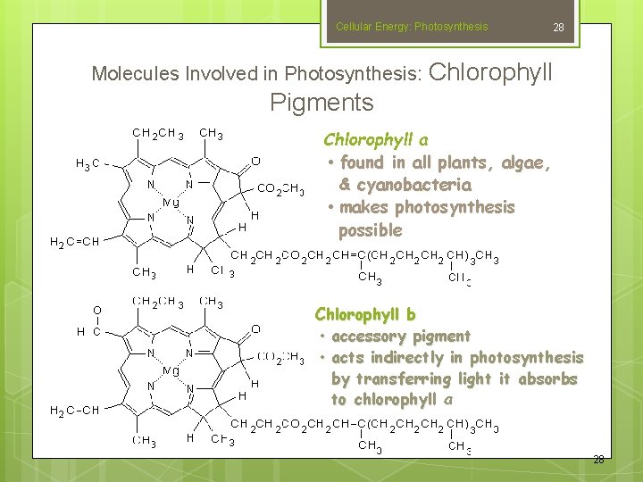 Cellular Energy: Photosynthesis 28 Molecules Involved in Photosynthesis: Chlorophyll Pigments Chlorophyll a • found
