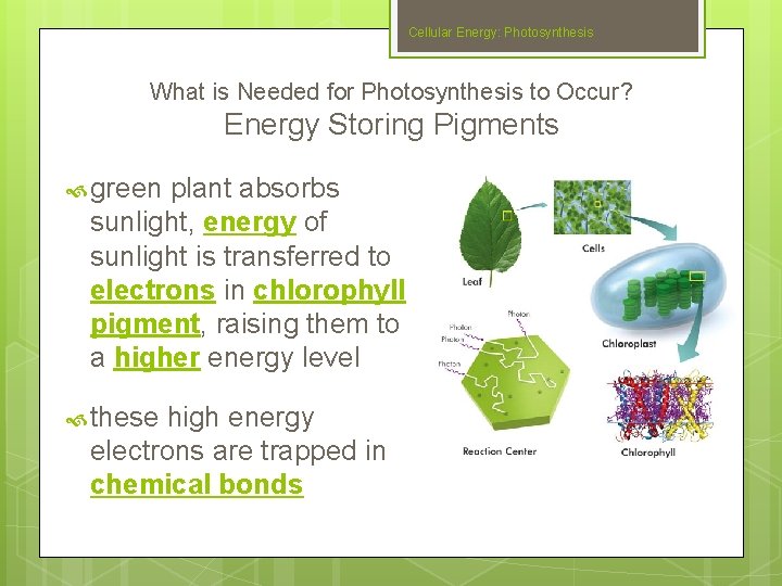 Cellular Energy: Photosynthesis What is Needed for Photosynthesis to Occur? Energy Storing Pigments green