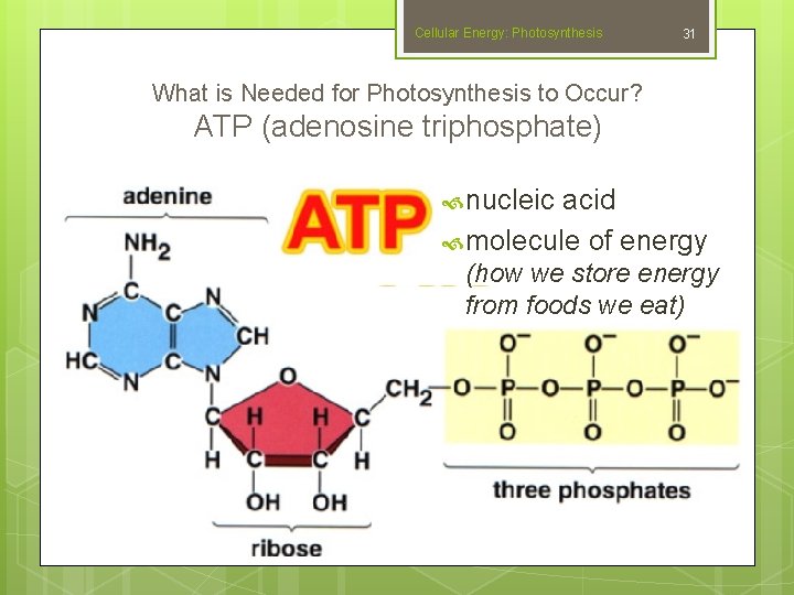 Cellular Energy: Photosynthesis 31 What is Needed for Photosynthesis to Occur? ATP (adenosine triphosphate)