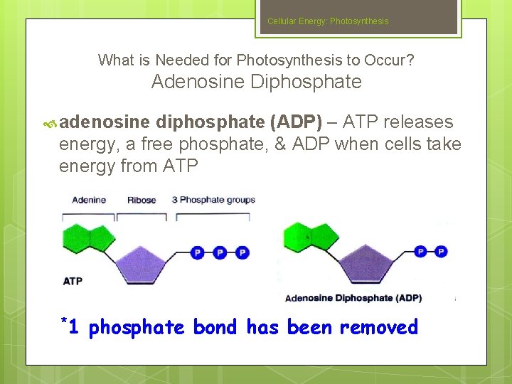Cellular Energy: Photosynthesis What is Needed for Photosynthesis to Occur? Adenosine Diphosphate adenosine diphosphate