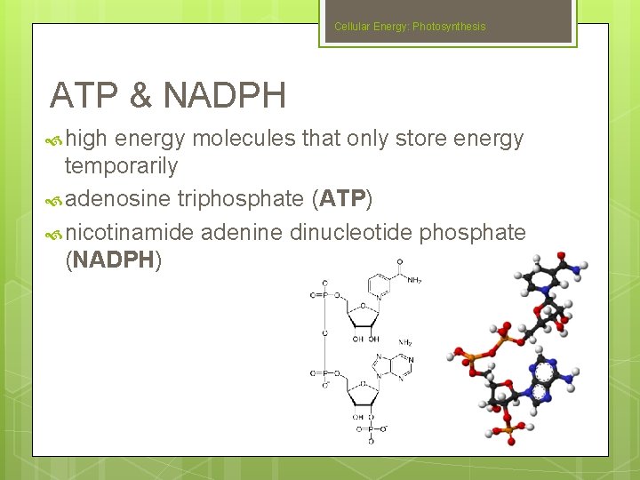 Cellular Energy: Photosynthesis ATP & NADPH high energy molecules that only store energy temporarily