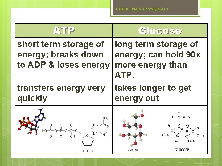 Cellular Energy: Photosynthesis ATP Glucose short term storage of long term storage of energy;
