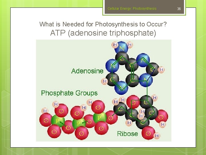 Cellular Energy: Photosynthesis What is Needed for Photosynthesis to Occur? ATP (adenosine triphosphate) 36