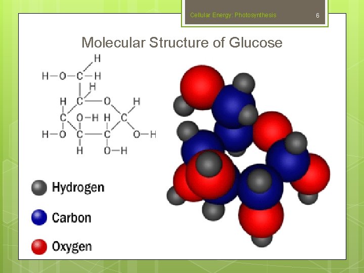 Cellular Energy: Photosynthesis Molecular Structure of Glucose 6 