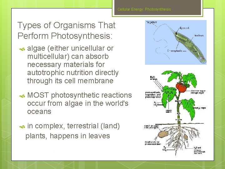 Cellular Energy: Photosynthesis Types of Organisms That Perform Photosynthesis: algae (either unicellular or multicellular)