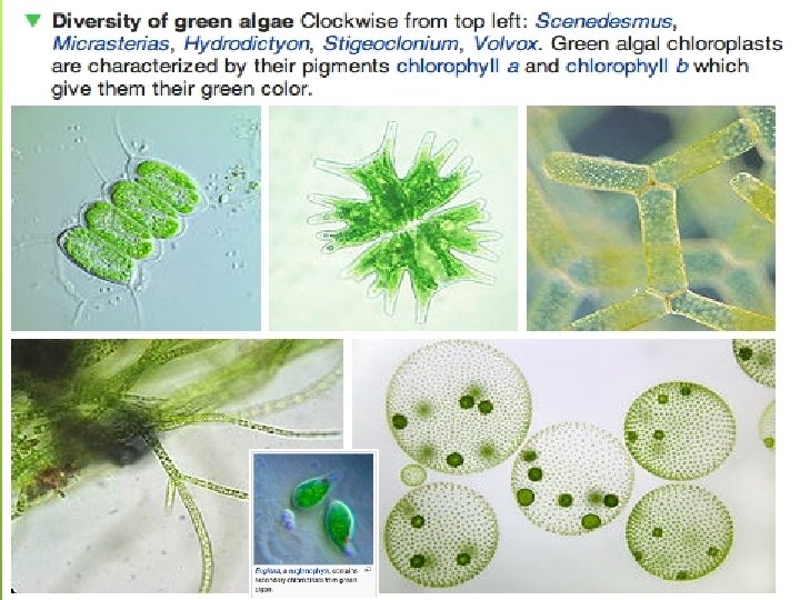 Cellular Energy: Photosynthesis Slide #8 