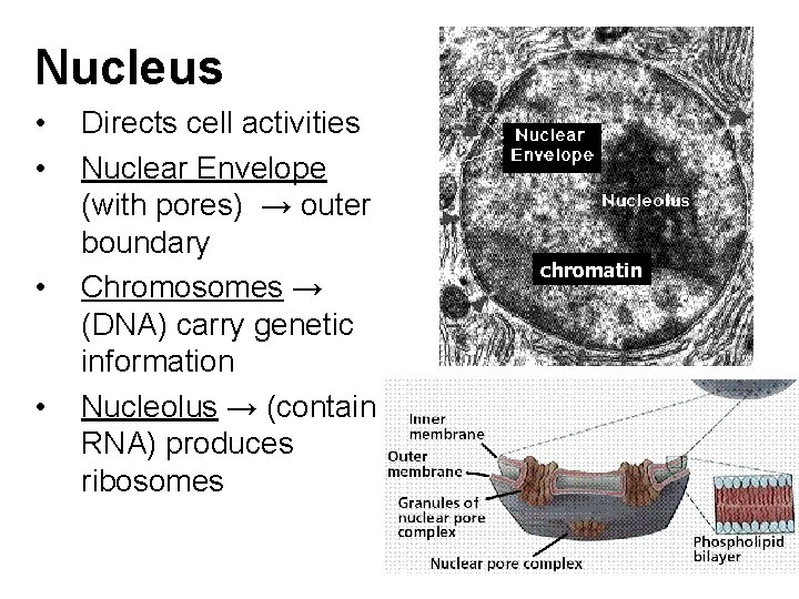 Nucleus • • Directs cell activities Nuclear Envelope (with pores) → outer boundary Chromosomes Nucleus • • Directs cell activities Nuclear Envelope (with pores) → outer boundary Chromosomes