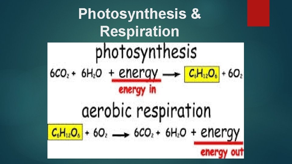 Photosynthesis & Respiration 