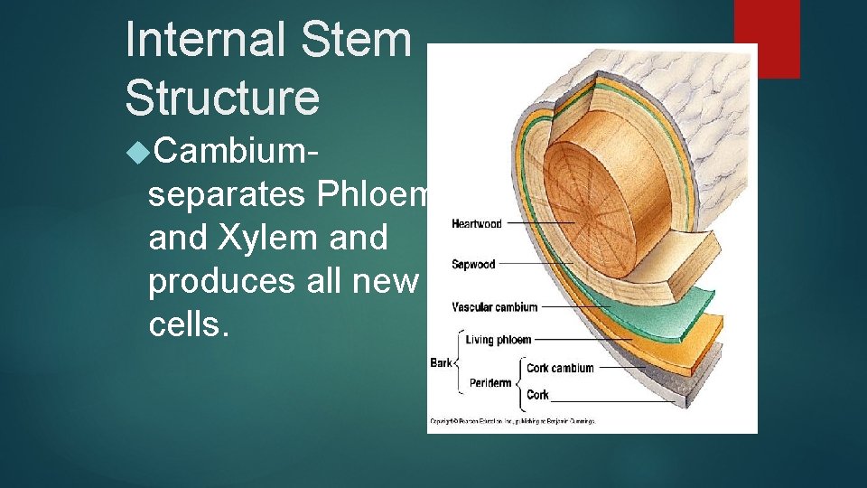 Internal Stem Structure Cambium- separates Phloem and Xylem and produces all new cells. 