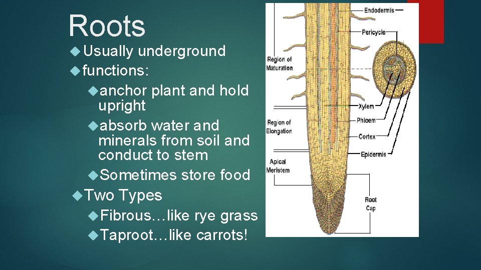 Roots Usually underground functions: anchor plant and hold upright absorb water and minerals from