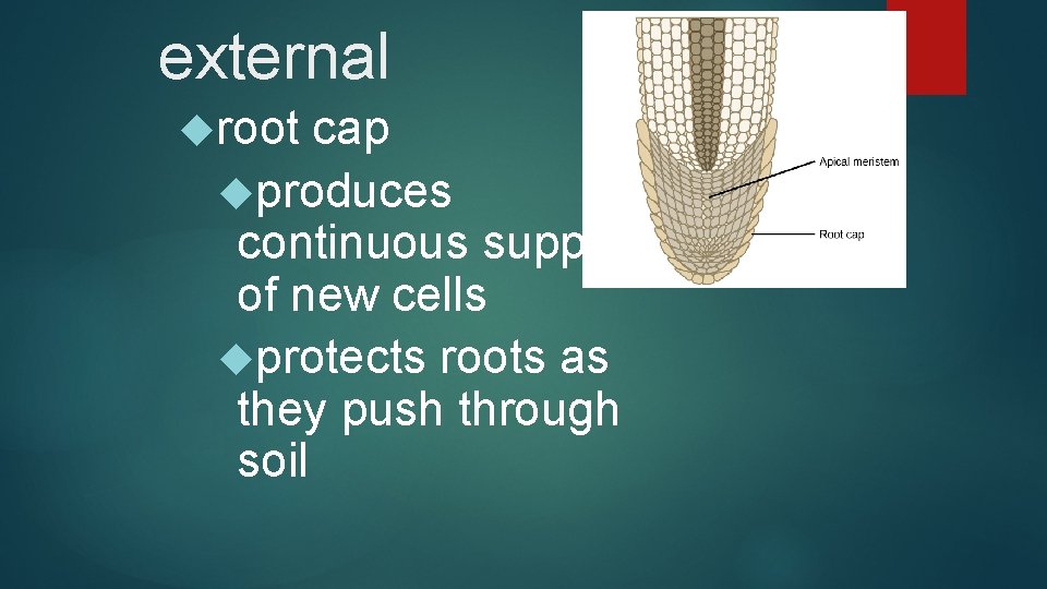 external root cap produces continuous supply of new cells protects roots as they push
