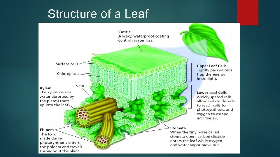 Structure of a Leaf 