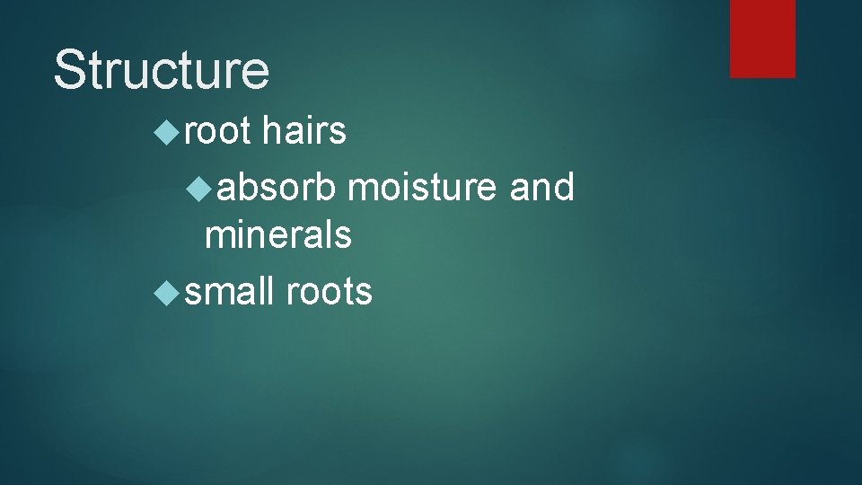 Structure root hairs absorb moisture and minerals small roots 