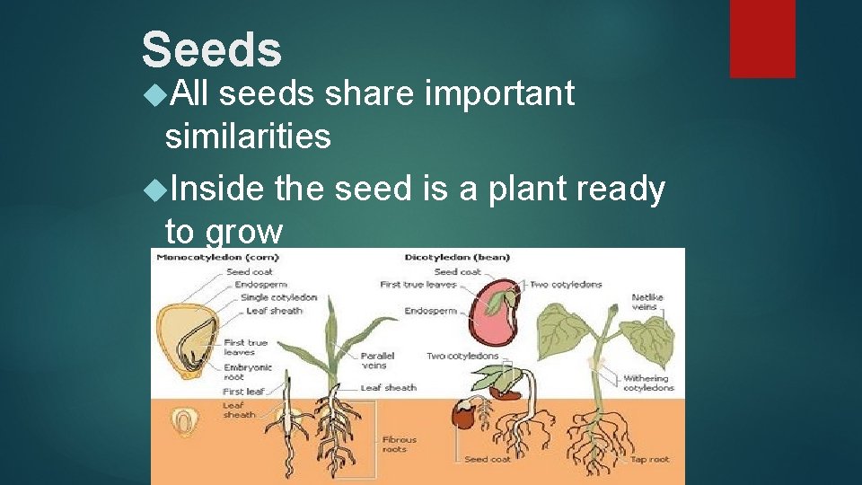 Seeds All seeds share important similarities Inside the seed is a plant ready to