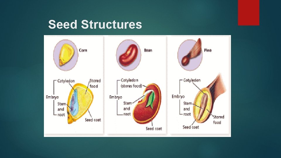 Seed Structures 