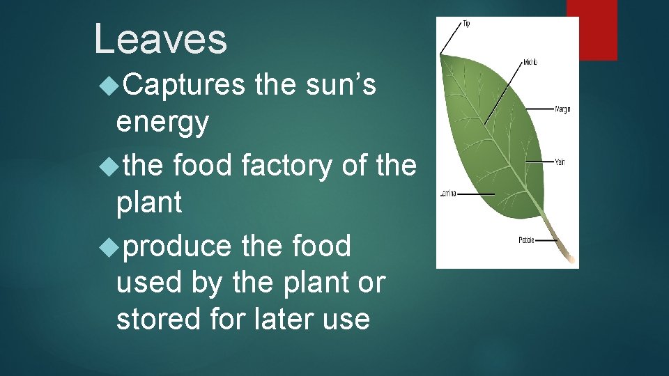 Leaves Captures the sun’s energy the food factory of the plant produce the food