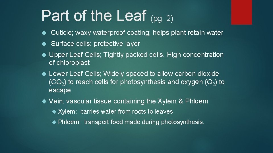Part of the Leaf (pg. 2) Cuticle; waxy waterproof coating; helps plant retain water