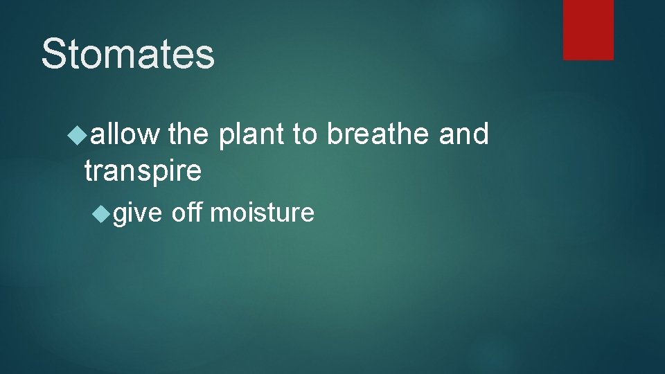 Stomates allow the plant to breathe and transpire give off moisture 