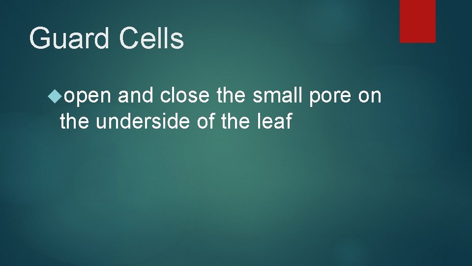 Guard Cells open and close the small pore on the underside of the leaf