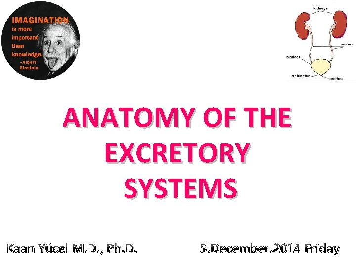 ANATOMY OF THE EXCRETORY SYSTEMS Kaan Yücel M. D. , Ph. D. 5. December.