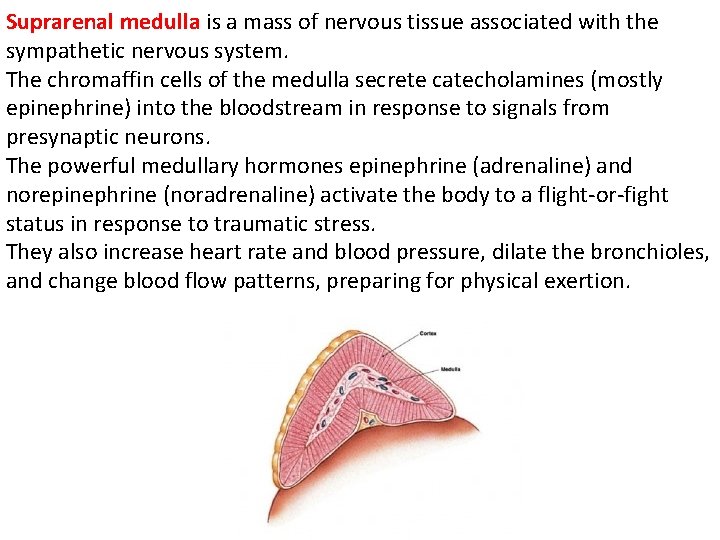 Suprarenal medulla is a mass of nervous tissue associated with the sympathetic nervous system.