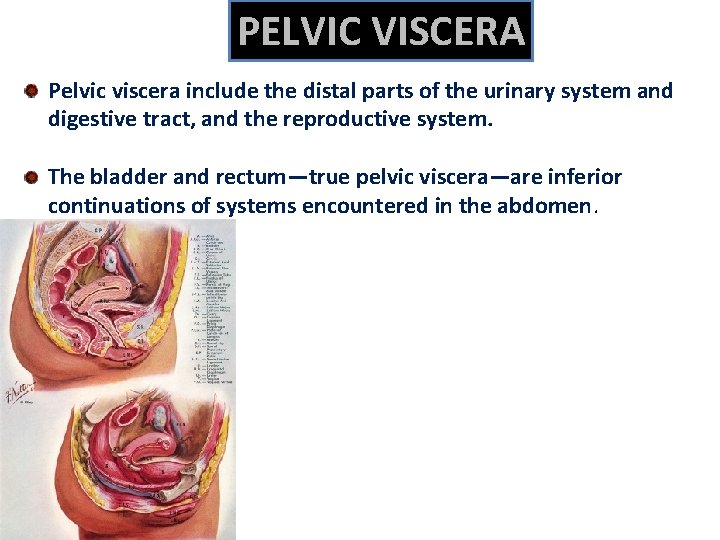 PELVIC VISCERA Pelvic viscera include the distal parts of the urinary system and digestive