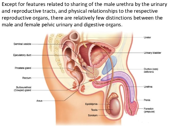 Except for features related to sharing of the male urethra by the urinary and