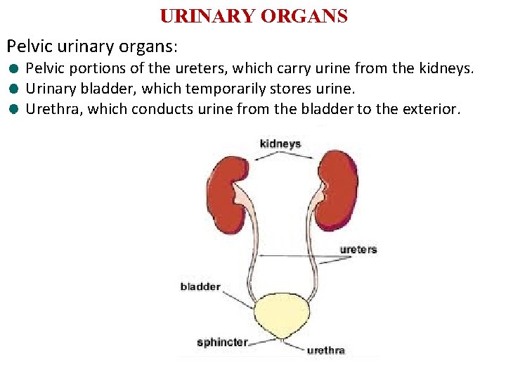 URINARY ORGANS Pelvic urinary organs: Pelvic portions of the ureters, which carry urine from