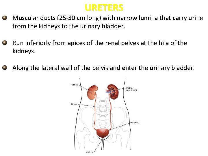 URETERS Muscular ducts (25 -30 cm long) with narrow lumina that carry urine from