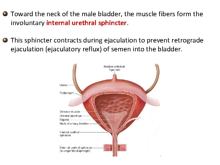 Toward the neck of the male bladder, the muscle fibers form the involuntary internal