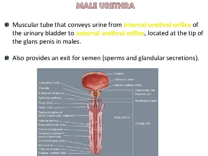 MALE URETHRA Muscular tube that conveys urine from internal urethral orifice of the urinary