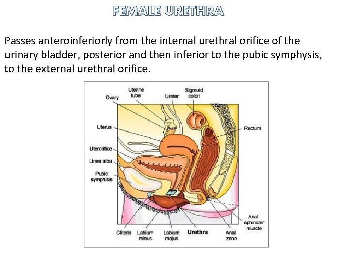 FEMALE URETHRA Passes anteroinferiorly from the internal urethral orifice of the urinary bladder, posterior