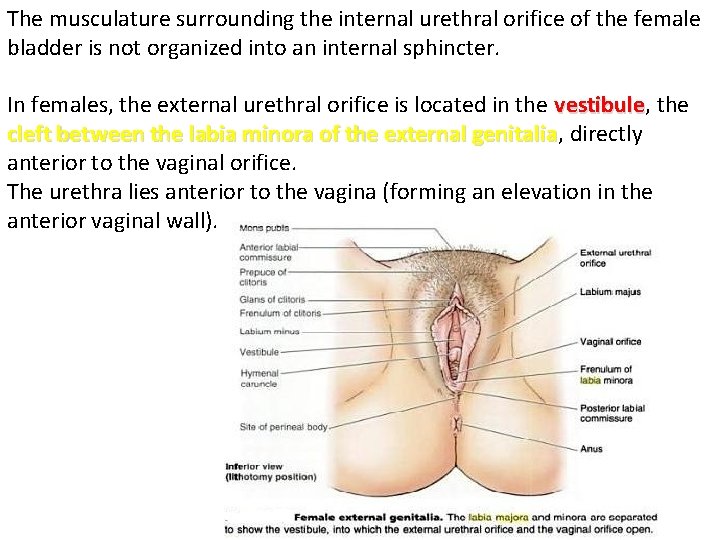 The musculature surrounding the internal urethral orifice of the female bladder is not organized