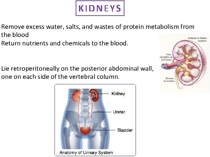 KIDNEYS Remove excess water, salts, and wastes of protein metabolism from the blood Return