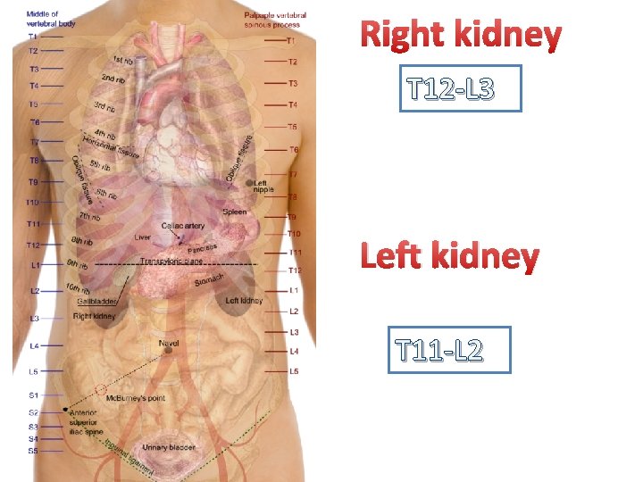 Right kidney T 12 -L 3 Left kidney T 11 -L 2 