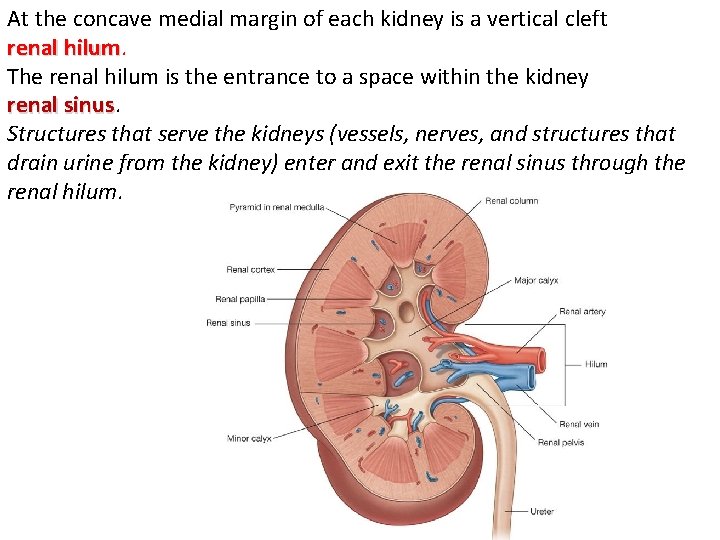 At the concave medial margin of each kidney is a vertical cleft renal hilum