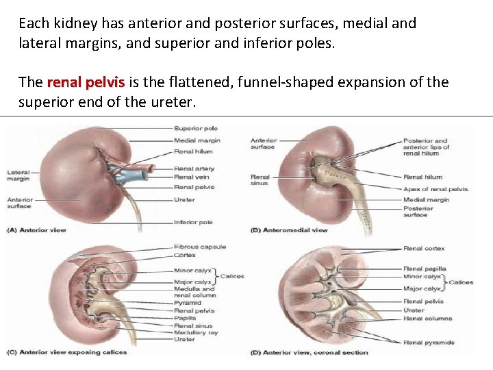 Each kidney has anterior and posterior surfaces, medial and lateral margins, and superior and