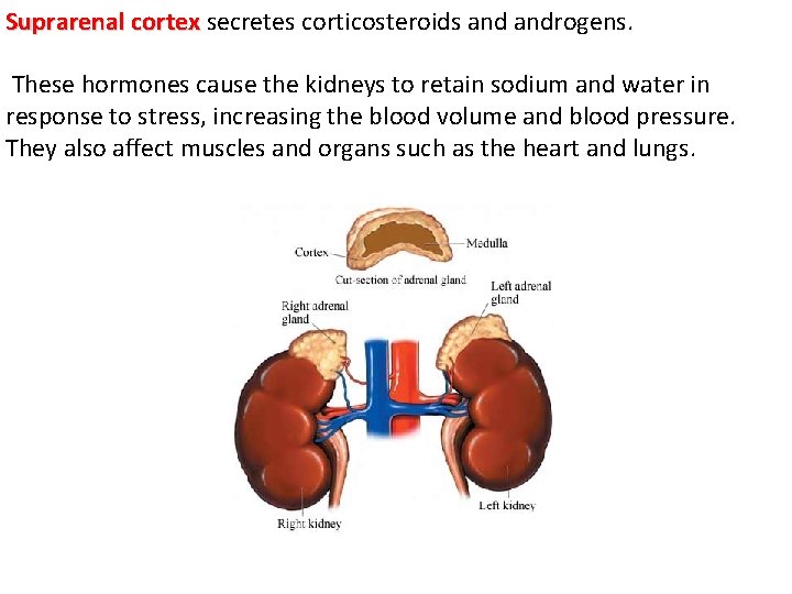 Suprarenal cortex secretes corticosteroids androgens. These hormones cause the kidneys to retain sodium and