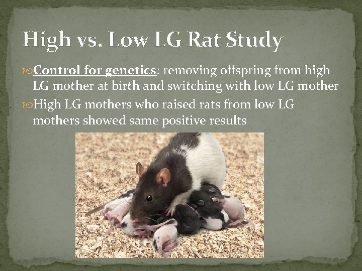 High vs. Low LG Rat Study Control for genetics: removing offspring from high LG