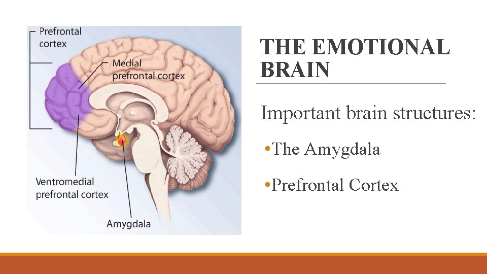 THE EMOTIONAL BRAIN Important brain structures: • The Amygdala • Prefrontal Cortex 