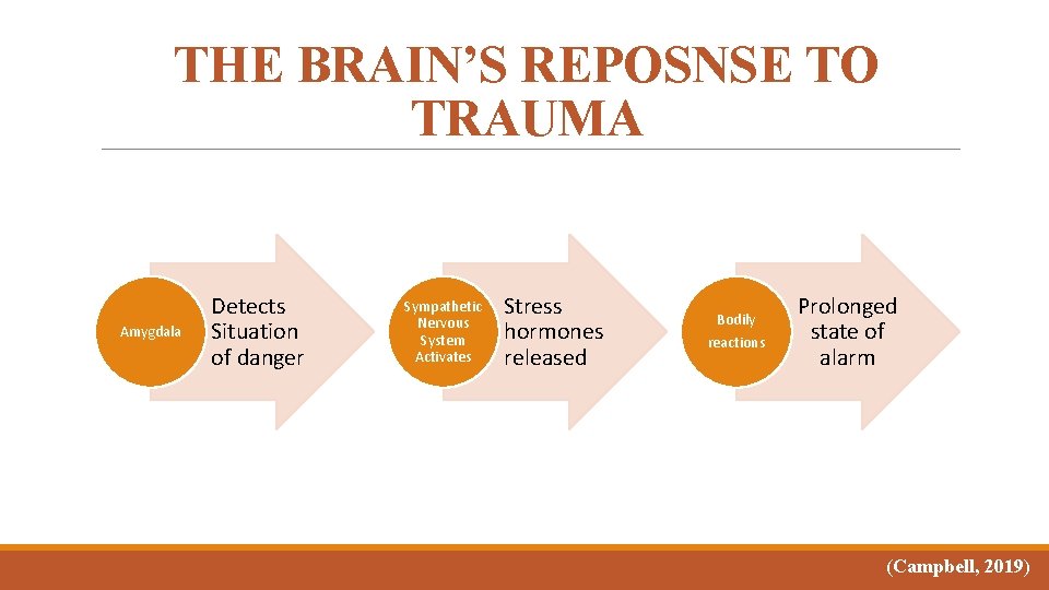 THE BRAIN’S REPOSNSE TO TRAUMA Amygdala Detects Situation of danger Sympathetic Nervous System Activates