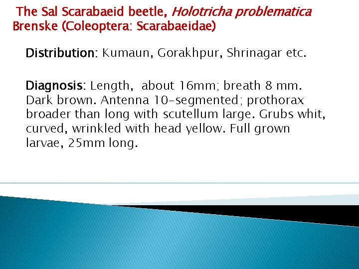 The Sal Scarabaeid beetle, Holotricha problematica Brenske (Coleoptera: Scarabaeidae) Distribution: Kumaun, Gorakhpur, Shrinagar etc.