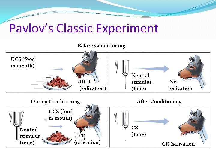 Pavlov’s Classic Experiment Before Conditioning UCS (food in mouth) UCR (salivation) During Conditioning Neutral