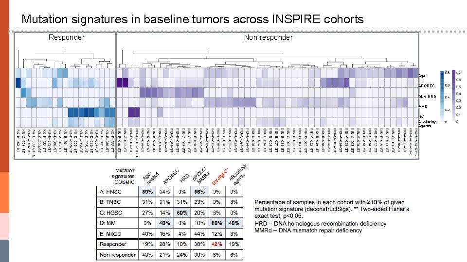 Mutation signatures in baseline tumors across INSPIRE cohorts Responder Non-responder Age APOBEC DNA HRD
