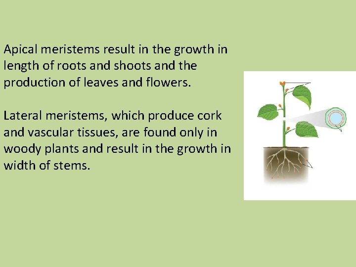 Apical meristems result in the growth in length of roots and shoots and the