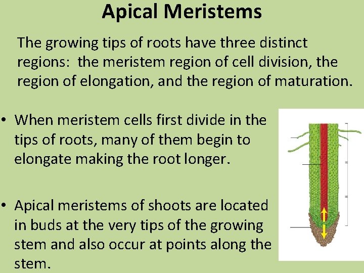 Apical Meristems The growing tips of roots have three distinct regions: the meristem region